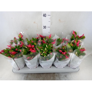 Schlumbergera 'Flame Duo' .mix pot