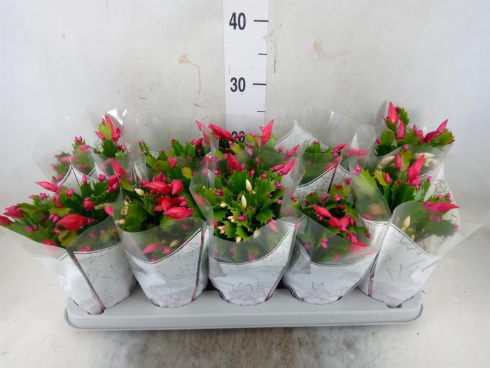 <h4>Schlumbergera  'Flame Duo' .mix pot</h4>