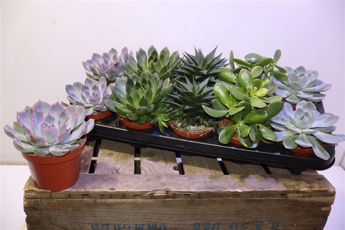 <h4>Succ Gem 5 Srt</h4>