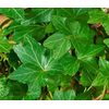Hedera helix