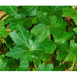 Hedera helix