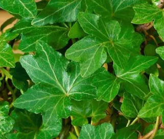 <h4>Hedera helix</h4>