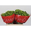Hypericum Lucky Romance