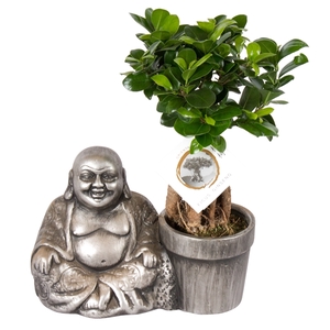 Ficus m. Ginseng pot ø09cm in ø29cm Chinese Buddha