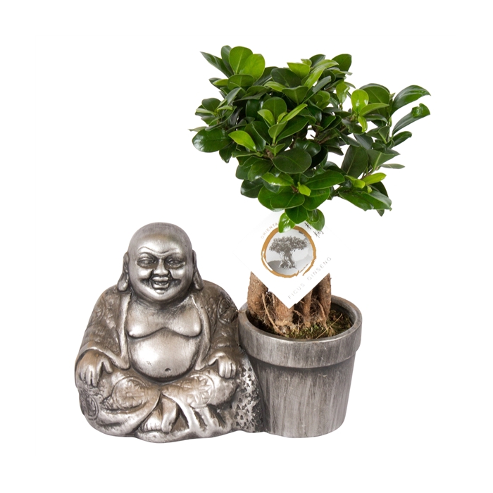 <h4>Ficus m. Ginseng pot ø09cm in ø29cm Chinese Buddha</h4>