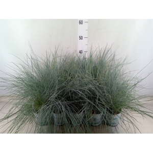 Festuca glauca 'Compacta Blue'