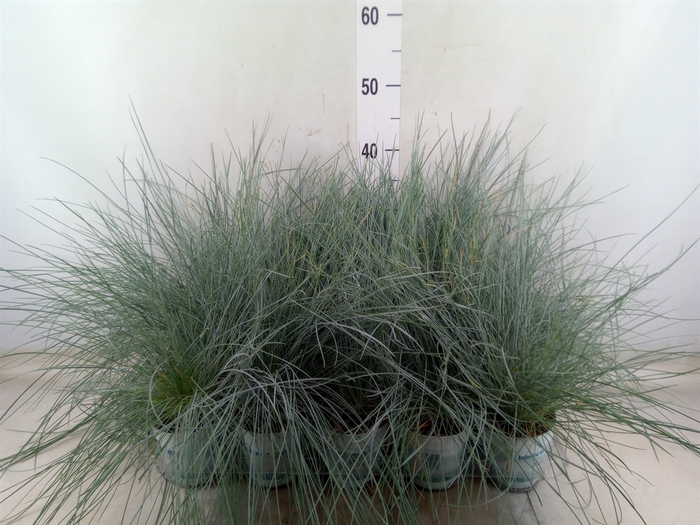 <h4>Festuca glauca 'Compacta Blue'</h4>