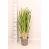 vaste planten 19 cm  Crocosmia Princess  Rood, roze