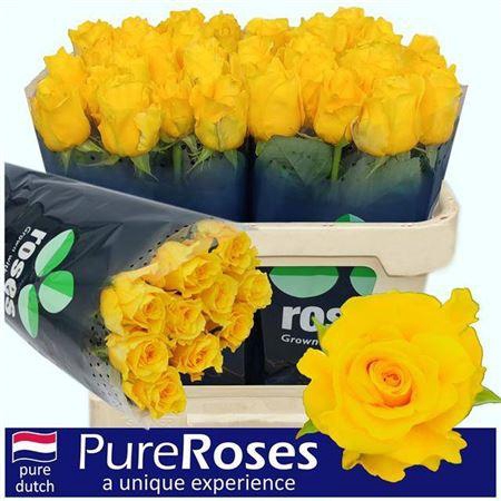 <h4>R Gr Palmares</h4>