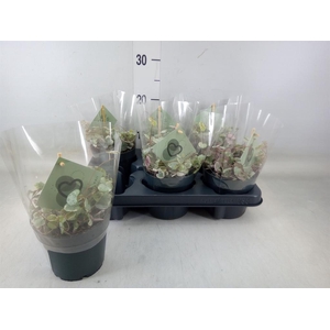 Ceropegia woodii 'Variegata'