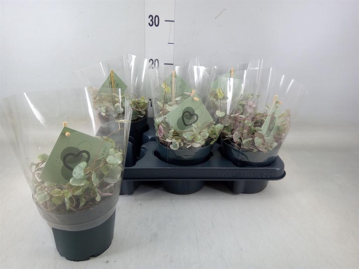 <h4>Ceropegia woodii 'Variegata'</h4>