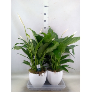 Spathiphyllum  'Bingo Cupido'