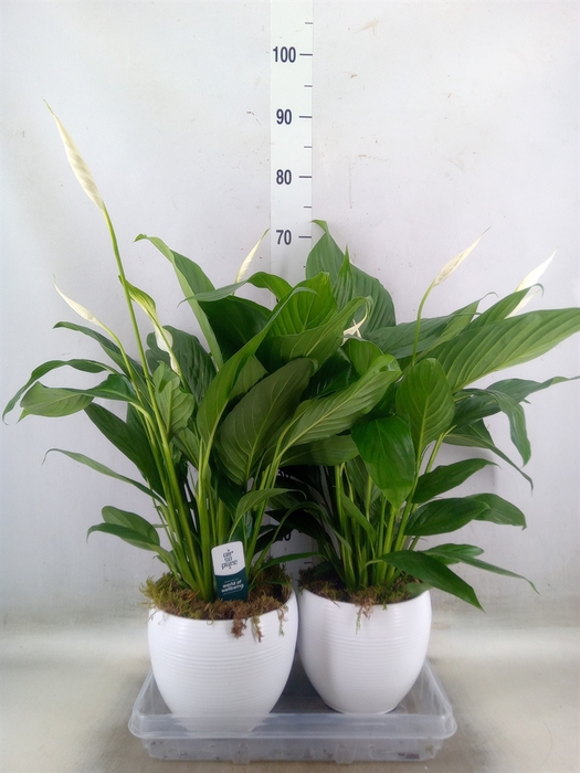 <h4>Spathiphyllum  'Bingo Cupido'</h4>