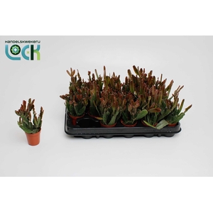 Rhipsalis agudoensis