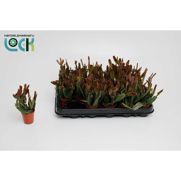 <h4>RHIPSALIS OV</h4>