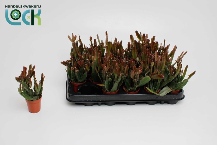 <h4>RHIPSALIS OV</h4>