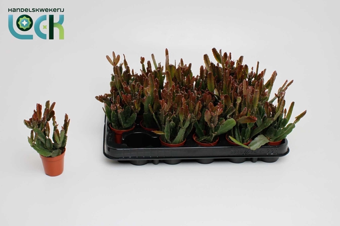 <h4>RHIPSALIS OV</h4>