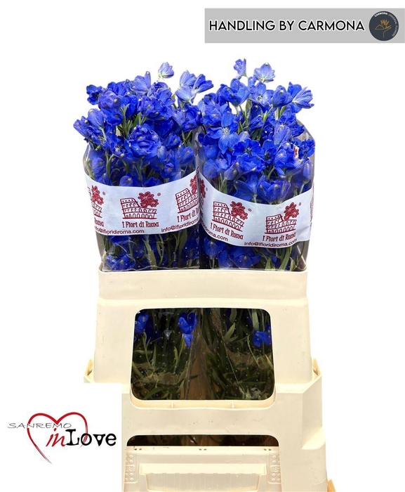 <h4>Delph En Jenny Pearl</h4>