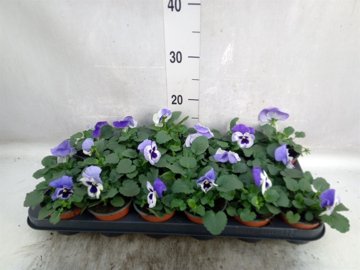 <h4>Viola wr. 'Delta Lavender'</h4>