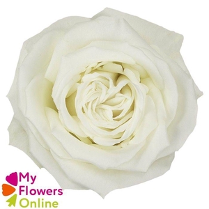 R Gr Playa Blanca White 50cm EC