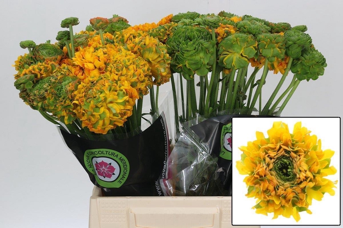 <h4>RAN PON PON MERLINO</h4>