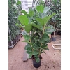 Ficus lyrata