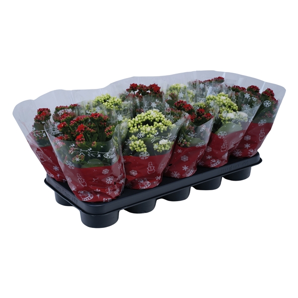 <h4>Kalanchoe dubbelbloemig 2 kleuren mix</h4>