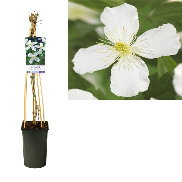 <h4>Clematis montana 'Grandiflora' +light label</h4>