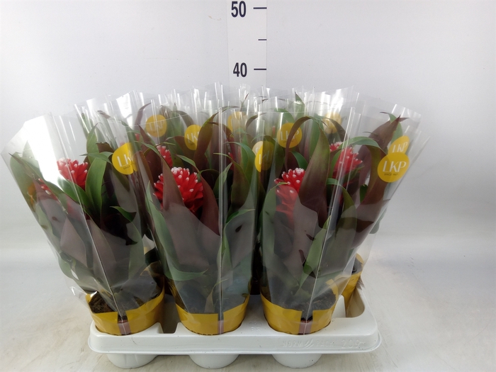 <h4>Guzmania  'Priscilla'</h4>