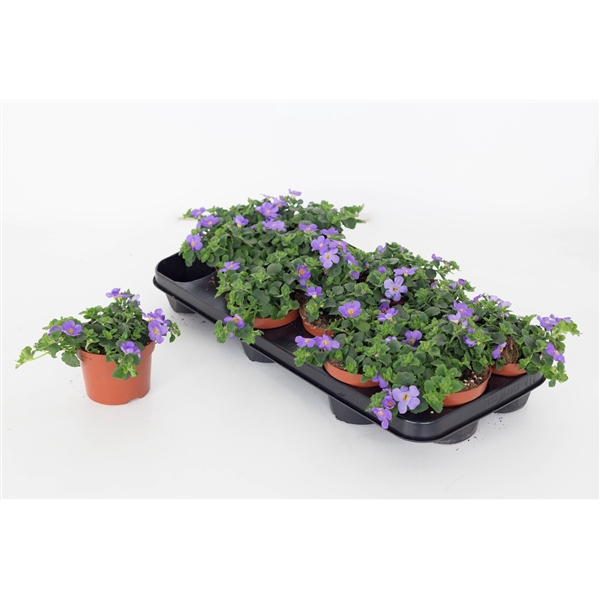 <h4>Bacopa Sutera Gulliver Blue</h4>