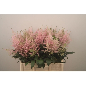 Astilbe Europa Light Pink X50