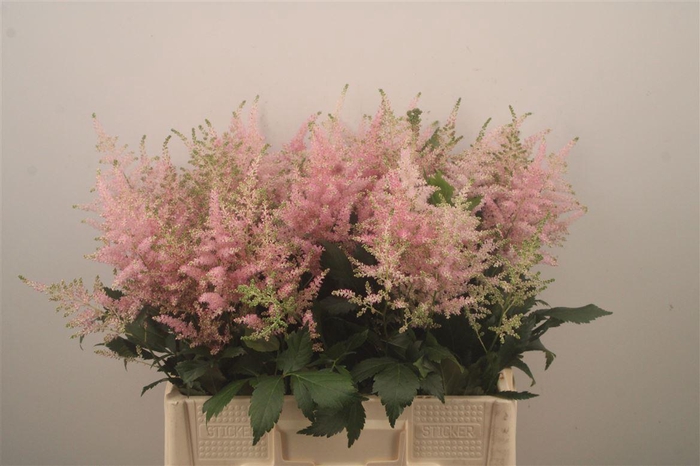 <h4>Astilbe Europa Light Pink X50</h4>