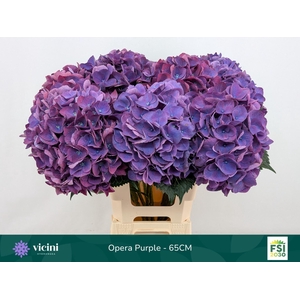 Hydrangea  'Royal Opera'