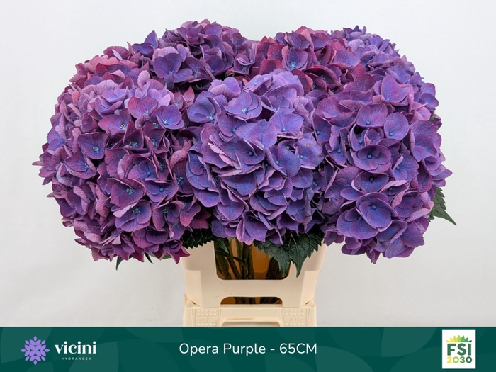 <h4>Hydrangea  'Royal Opera'</h4>