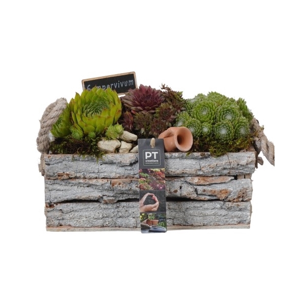 <h4>PTS2758 Arrangement Sempervivum in houten rechthoekige bak</h4>