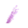 Lunaria Purple