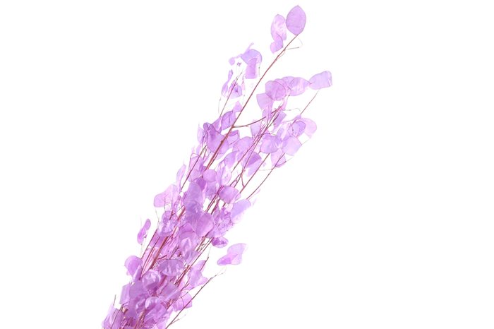 Lunaria Purple