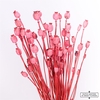 Dried Papaver X5 Cerise Bunch