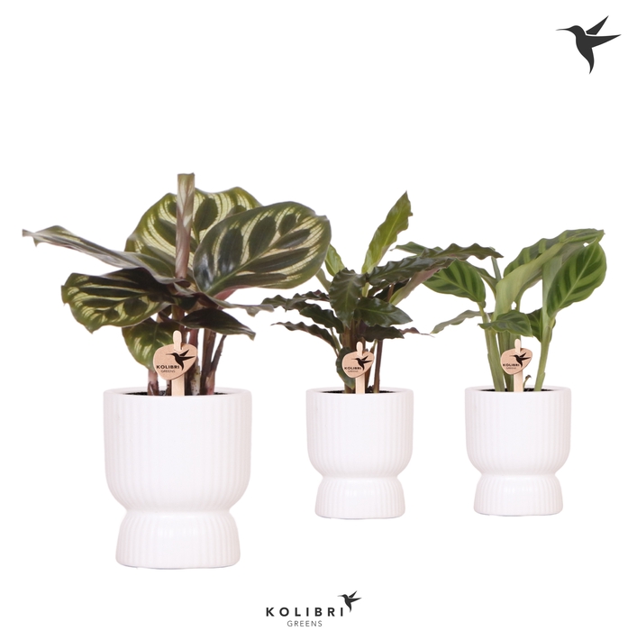 <h4>Calathea Gemengd Keramiek Diabolo</h4>