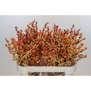 Ilex Verticillata Magical Cresgold