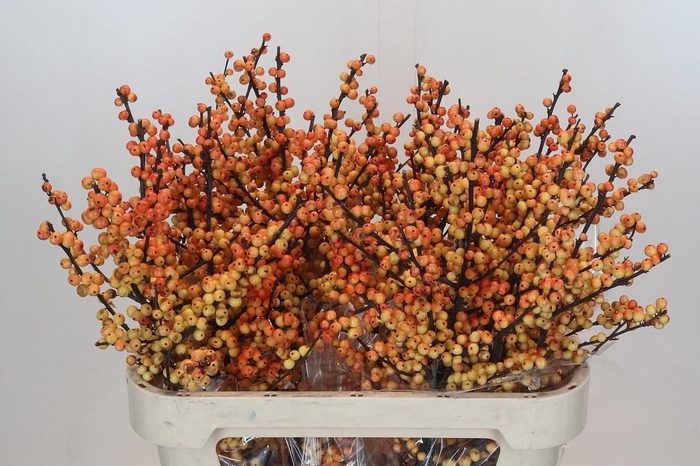 <h4>Ilex Verticillata Magical Cresgold</h4>