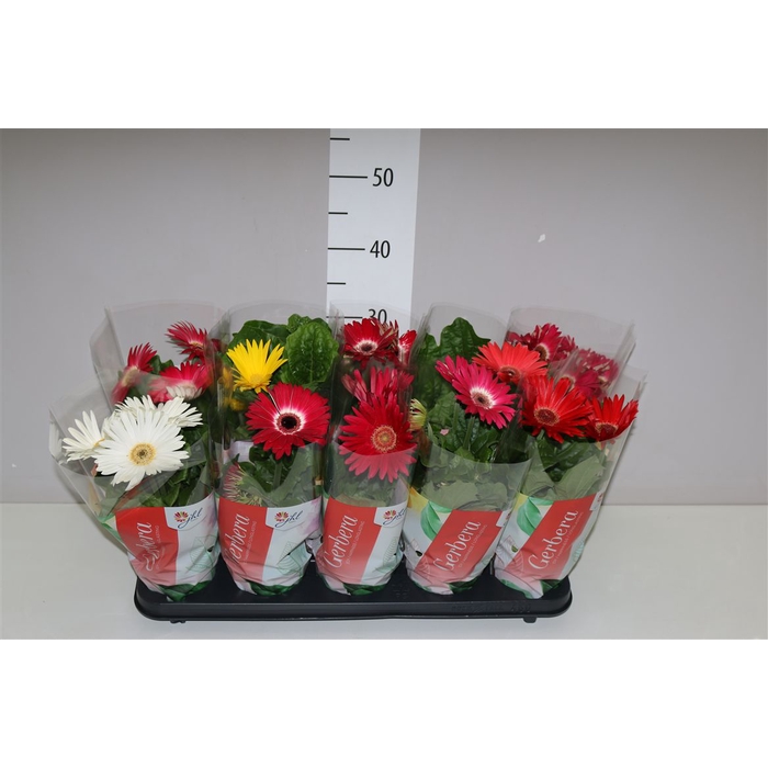 <h4>Gerbera C G Gemengd 2+</h4>
