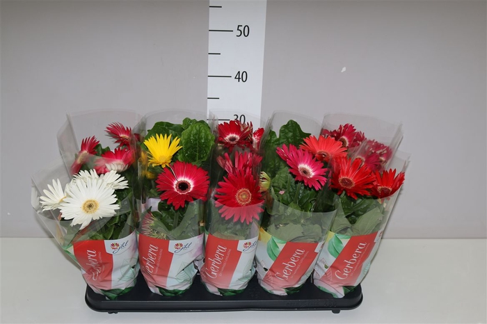 Gerbera C G Gemengd 2+