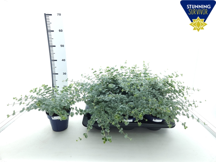 <h4>SEDUM SIEBOLDII</h4>