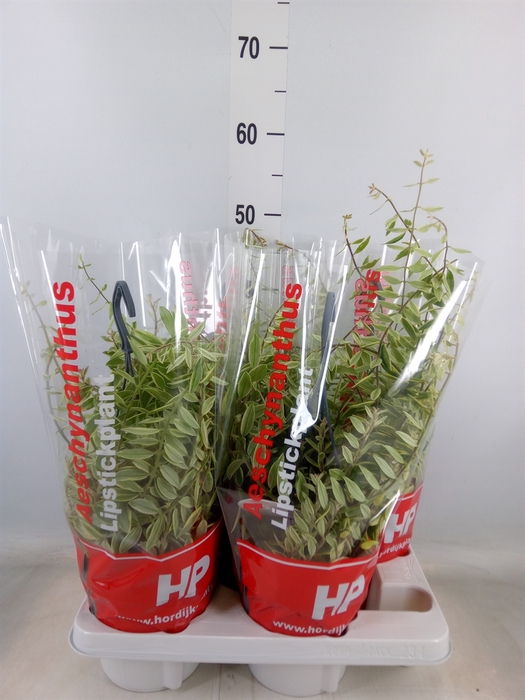 <h4>Aeschynanthus  'Bolero Bicolore'</h4>