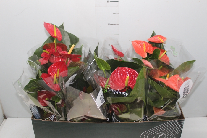 <h4>ANTHURIUM VARIADO P15 PREMIUM</h4>