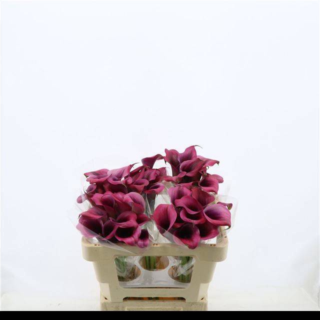 <h4>ZANT DIOR</h4>