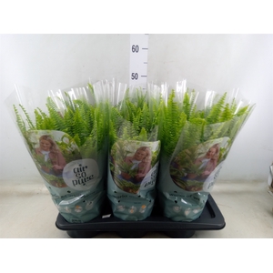 Nephrolepis exal. 'Green Lady'
