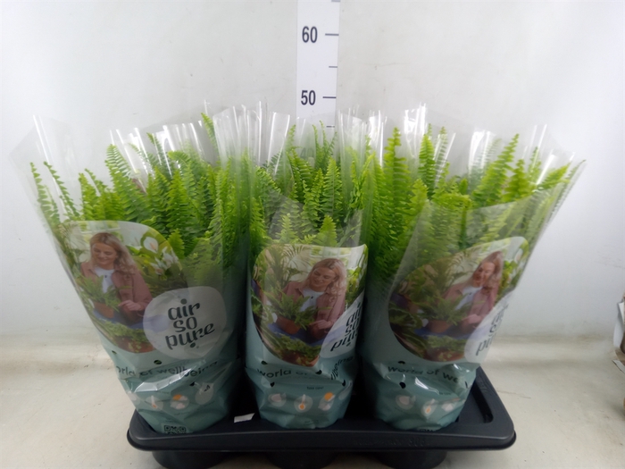 <h4>Nephrolepis exal. 'Green Lady'</h4>