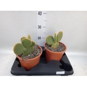 Opuntia microdasys var. pallida